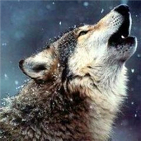 狼的qq头像图片