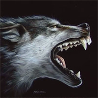 狼的qq头像图片