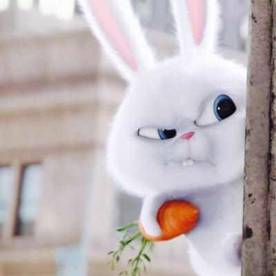 宠物大机密兔子图片头像 高清可爱的爱宠机密兔子头像高清图片