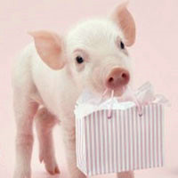 可爱小猪头像图片,超有意思小猪崽白白的