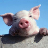 可爱小猪头像图片,超有意思小猪崽白白的