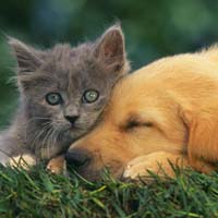猫和狗头像,猫和狗亲密图片在一起