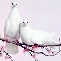 小鸟情侣头像,小鸟头像,动物也有情,也有爱