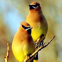 小鸟情侣头像,小鸟头像,动物也有情,也有爱