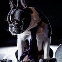名犬QQ头像图片,世界名犬图片大全