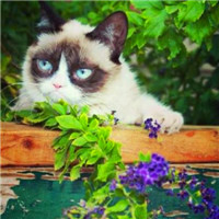扣扣萌宠头像,天然呆自然萌的狗狗,小猫咪