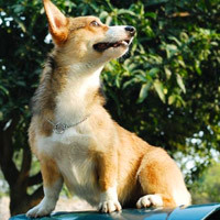 可爱柯基犬个性头像_柯基犬一直是英国王室的宠物