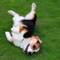 可爱柯基犬个性头像_柯基犬一直是英国王室的宠物