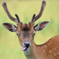 关于鹿可爱个性头像图片_一般雄性有一对角，雌性没有