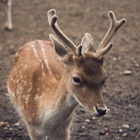 关于鹿可爱个性头像图片_一般雄性有一对角，雌性没有