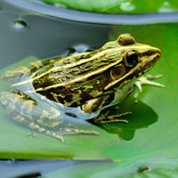 池塘里的青蛙QQ头像,青蛙头像图片大全