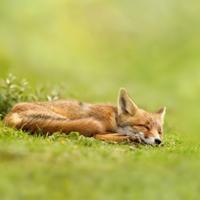 狐狸头像,小狐狸头像,可爱的动物狐狸的头像图片