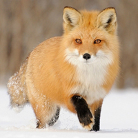 狐狸头像,小狐狸头像,可爱的动物狐狸的头像图片