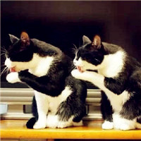 可爱的猫咪兄弟相互守候,互相关照,动物也有真情在