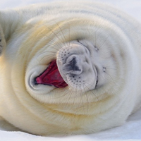 可爱海豹头像,雪地中的海豹图片头像下载