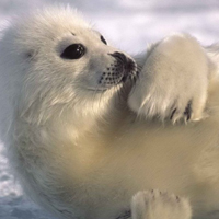 可爱海豹头像,雪地中的海豹图片头像下载