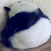 萌货熊猫头像图片,可爱的大熊猫图片