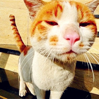 萌萌的,憨憨的可爱狗狗,小猫咪,笑死个人了