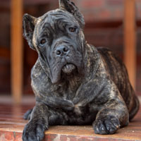 意大利卡斯罗犬图片,大型猛犬,喜欢的朋友来了