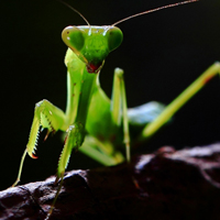 个性嚣张霸道的绿色昆虫螳螂QQ头像图片下载
