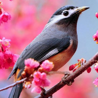 可爱小鸟头像,暖春中的鸟语花香图片