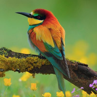 可爱小鸟头像,暖春中的鸟语花香图片