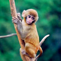 可爱猴子头像图片,猕猴（学名 Macaca mulatta）