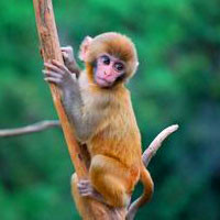 可爱猕猴QQ头像图片,会游泳和模仿人的动作