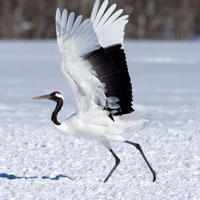 可爱丹顶鹤头像,丹顶鹤鸟类图片 尾部飞羽和脚黑色