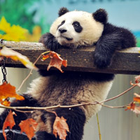 熊猫头像,可爱呆萌的熊猫头像图片