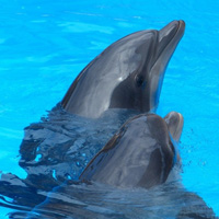 可爱海豚图片头像大全,海豚表演图片下载