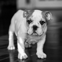 可爱的英国斗牛犬头像,活泼、聪明、肌肉发达的狗