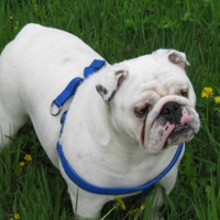 可爱的英国斗牛犬头像,活泼、聪明、肌肉发达的狗