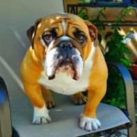 可爱的英国斗牛犬头像,活泼、聪明、肌肉发达的狗