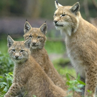 山猫猞猁图片,栖息生境极富多样性