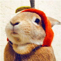 兔子搞笑头像图片,萌萌哒的大兔子太可爱了