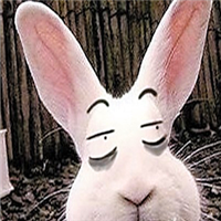 兔子搞笑头像图片,萌萌哒的大兔子太可爱了