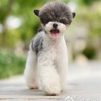 萌宠狗狗可爱QQ头像图片,萌萌哒的小狗