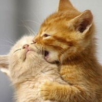 两只萌猫咪亲吻可爱QQ头像图片