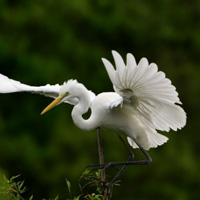 白鹭鸟的图片头像,黄嘴白鹭和雪鹭体羽皆是全白