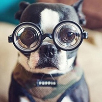 可爱又搞笑的动物个性头像图片,戴眼镜的狗狗等