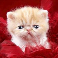 可爱猫咪头像,可爱的猫咪头像图片,喜欢萌宠抱回家吧