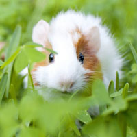 超可爱小动物荷兰猪萌萌的头像图片欣赏