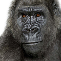 表情搞怪的大猩猩动物QQ头像图片