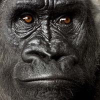 表情搞怪的大猩猩动物QQ头像图片