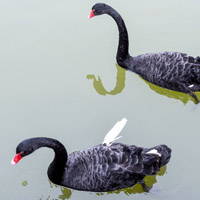 天鹅湖鸭子与天鹅戏水最美丽的图片