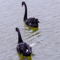 天鹅湖鸭子与天鹅戏水最美丽的图片