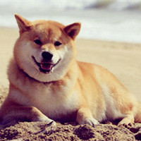 又呆又萌的柴犬头像图片,萌萌的乖乖的最有人气了