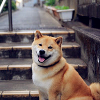 又呆又萌的柴犬头像图片,萌萌的乖乖的最有人气了