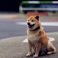 又呆又萌的柴犬头像图片,萌萌的乖乖的最有人气了